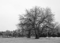 First Snow