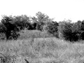 The Woods To Nowhere