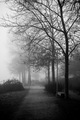 The Foggy Path
