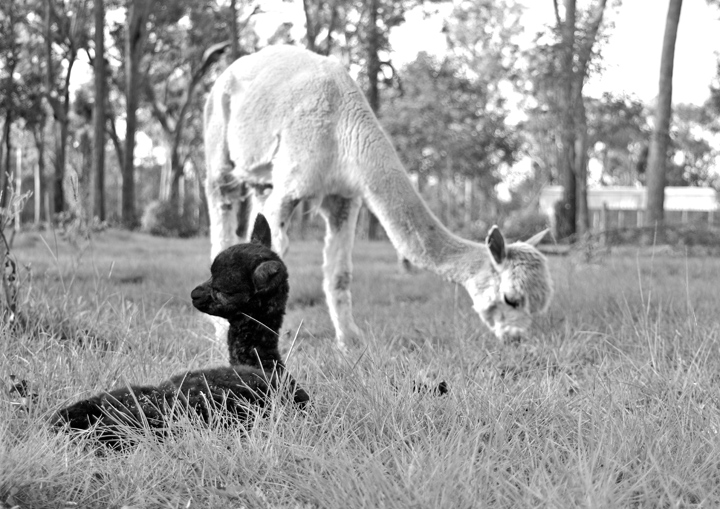 The New Born
