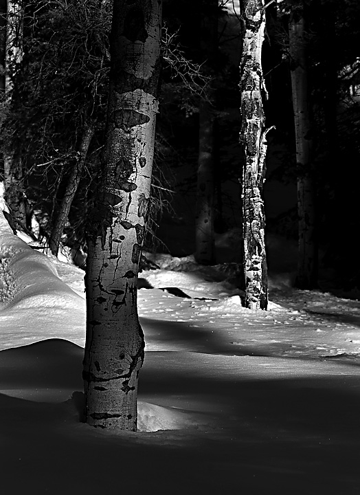Aspens in Snow