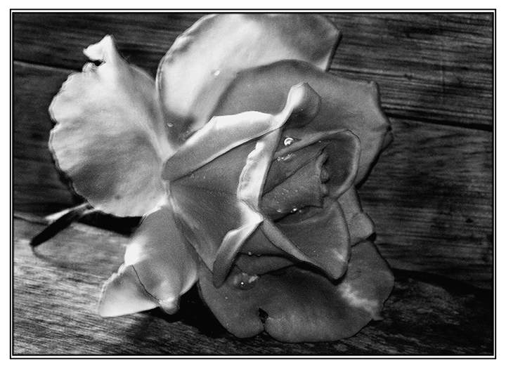 Rose & Driftwood