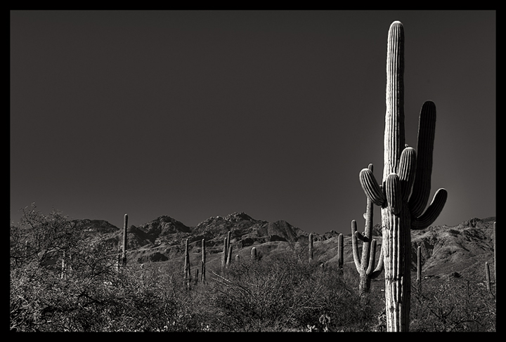 Saguaro