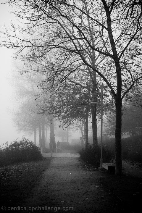 The Foggy Path