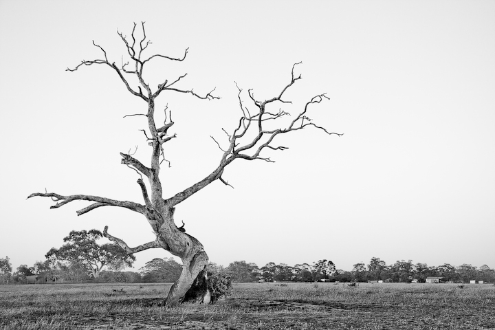 Ghost Gum, Victoria