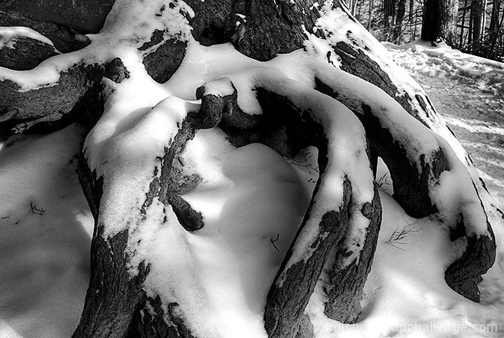 Roots, Powder Mill Park, Pittsford, NY