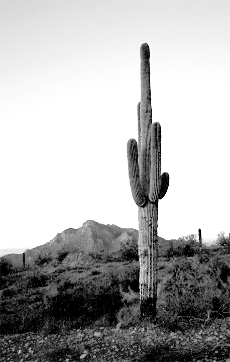 Southwest Saguaro