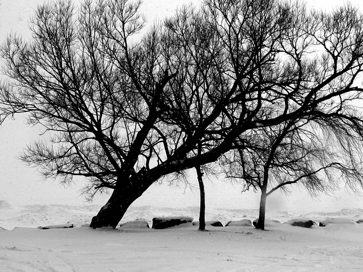 Beachfront tree, in winter