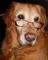"Wise Old  Dog"
