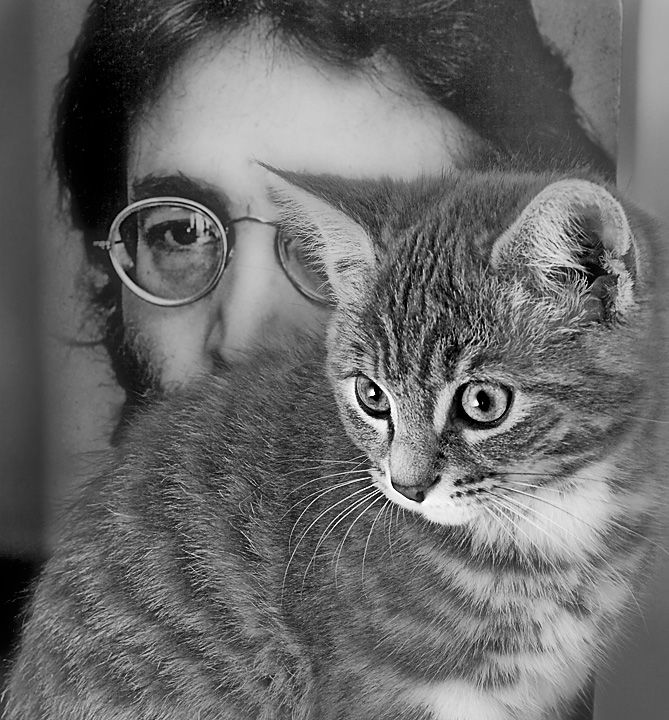 Lennon's Cat