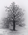 The Lonely Cold