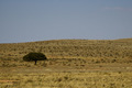 Sole Survivor of Drought