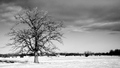 Solitude