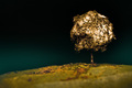 Spice Tree