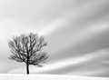 Winter Solitude