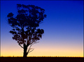 Evening Eucalypt.