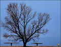 Twilight Blues in the Park