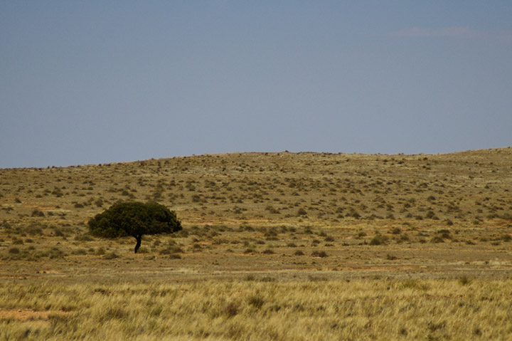 Sole Survivor of Drought