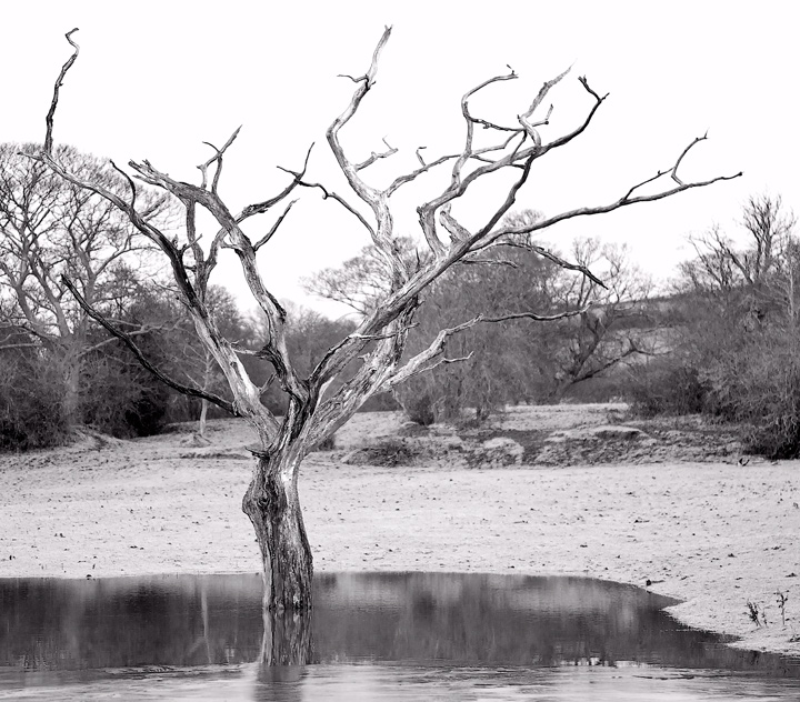 Dead Wood & Water