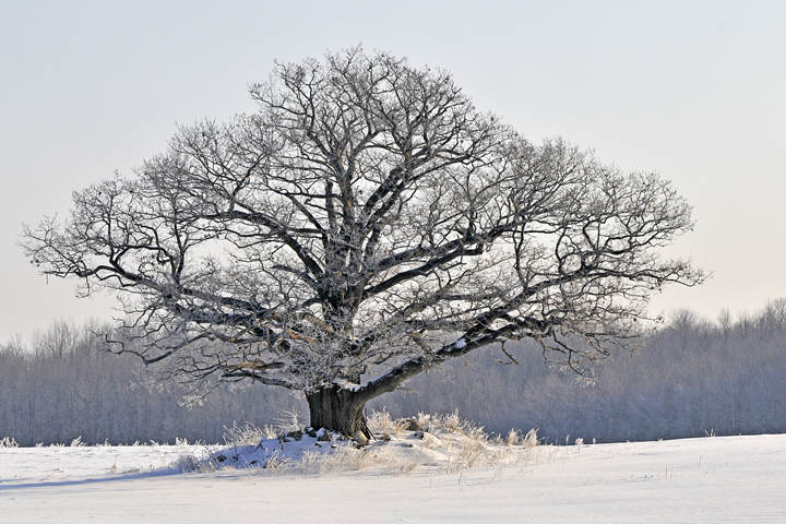 Icy Morning