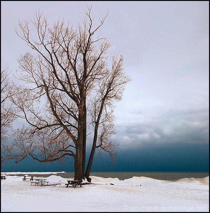 Winter Willow at the Beach