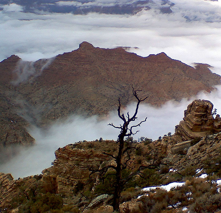 Tree at  Grand Canyon