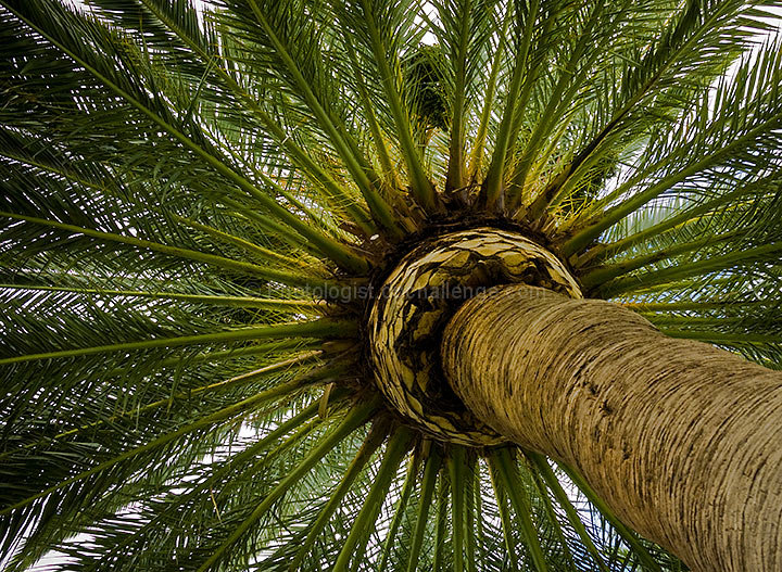 Tropical Umbrella