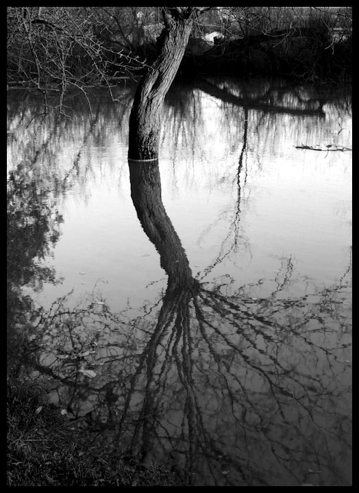 Arboreal Reflection