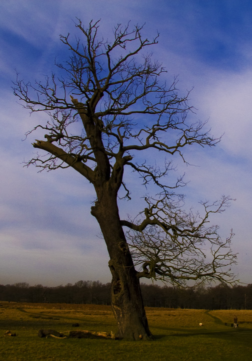 Old Oak