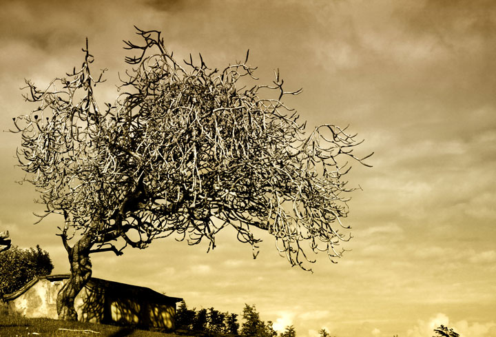 Tomb On One Tree Hill