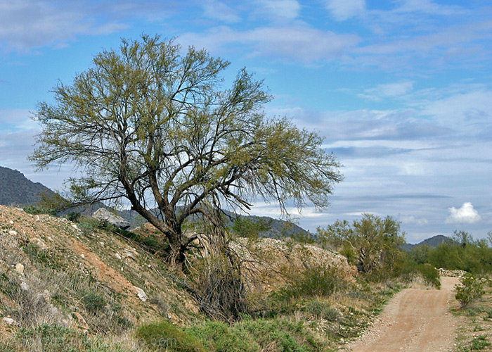 DESERT TREE