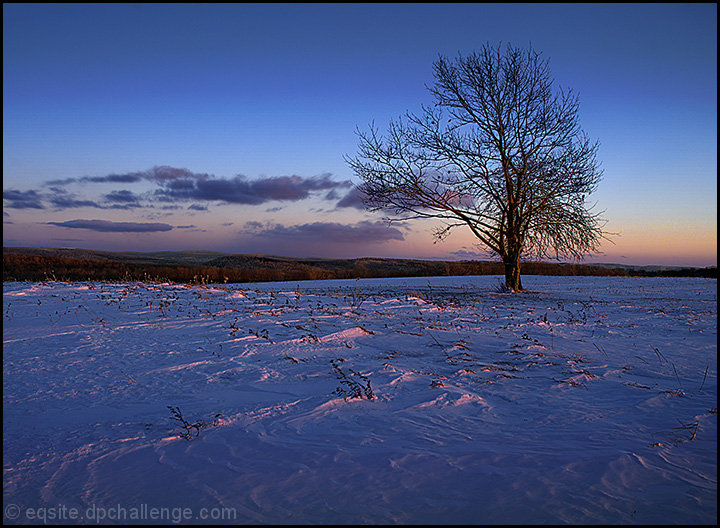 Winter's Sentinel