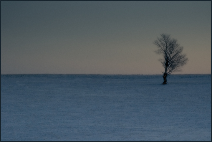 Kinnikinic prairie