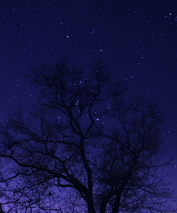 Orion perched in an old oak tree