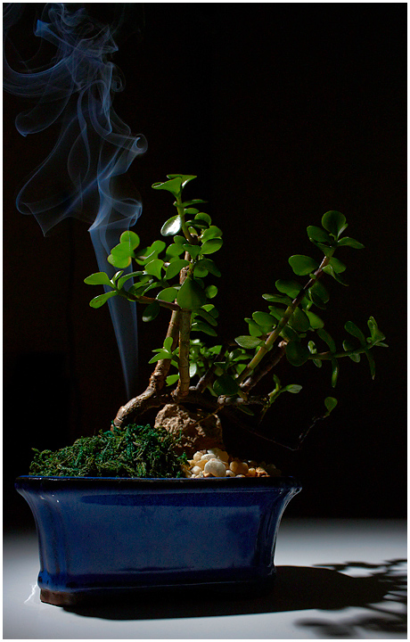 Year of the Ox (Bonsai Jade)