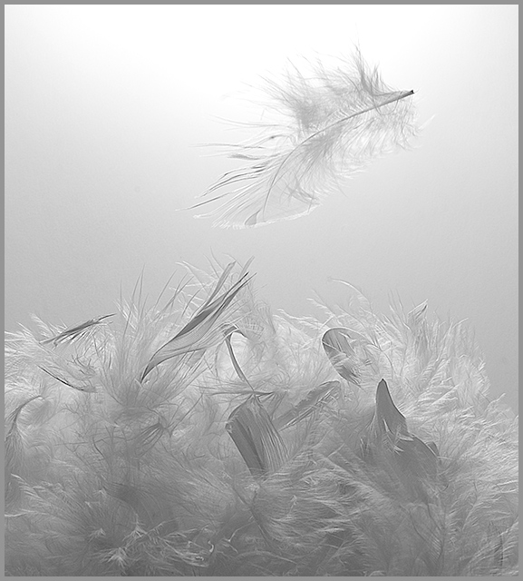 Raining Feathers