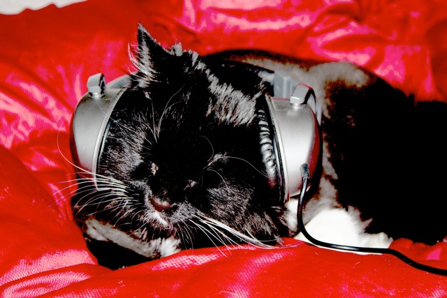 Kitty headphones