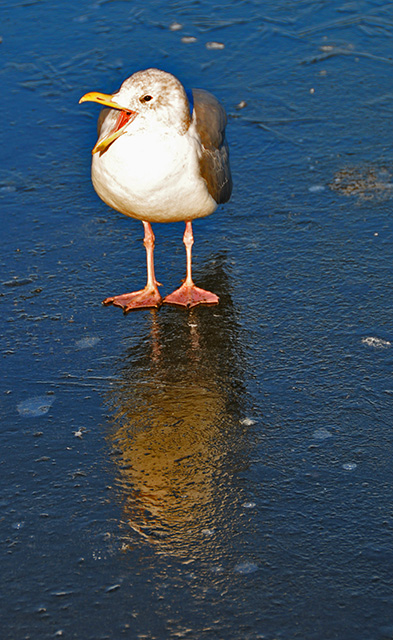 Ice Squawker