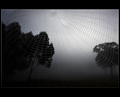 Dawn