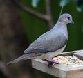 Dove on the Feeder