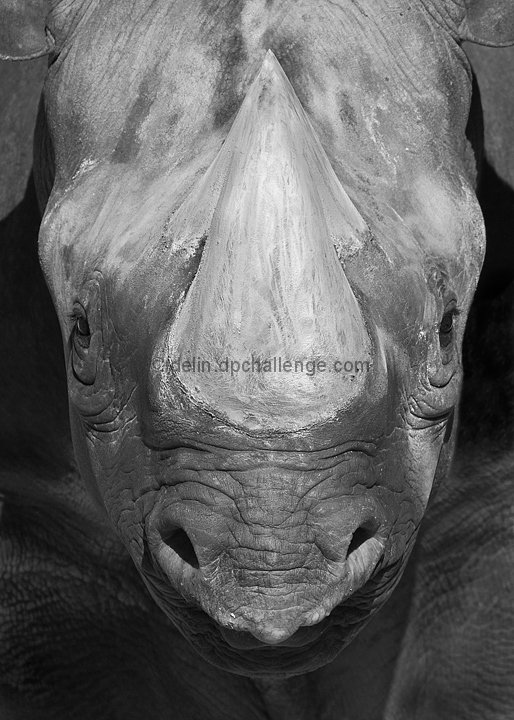 Rhino Grey