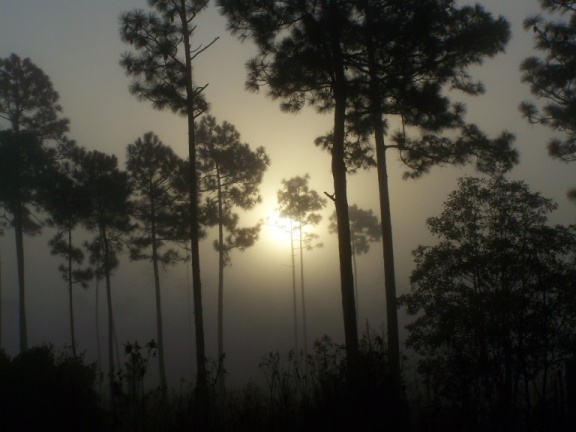 Foggy Morning