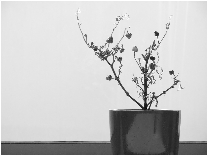 Bonjour Tristesse