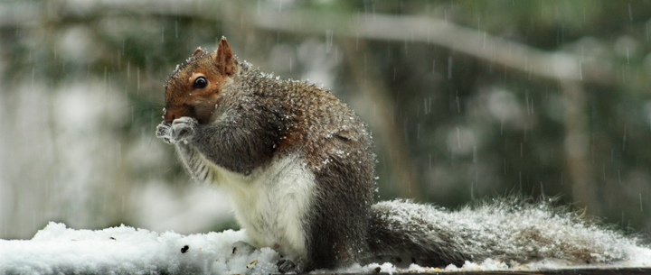 Virginia Grey Squirrel on a Snowy Grey Day