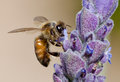 Collecting Pollen & 1st Bloom