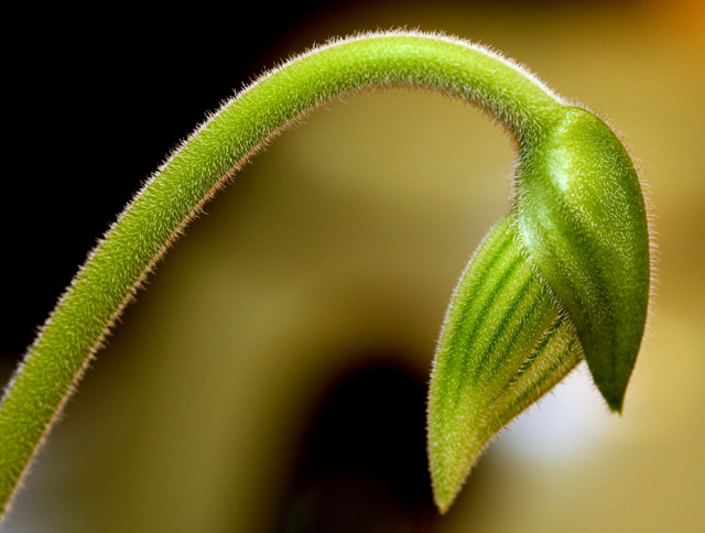 lady slipper