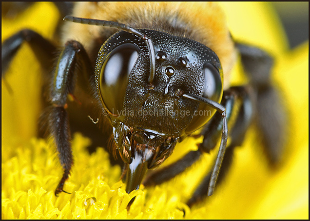Bee Tongue:  The BEEginning of Honey