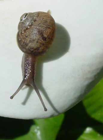 ...myYard.snail(7613).forage(...myYard.flower(1))