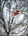 orange leaf (yeah, very creative) - Seasonal Shots Challenge