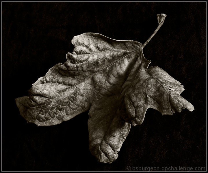 Leaf #3